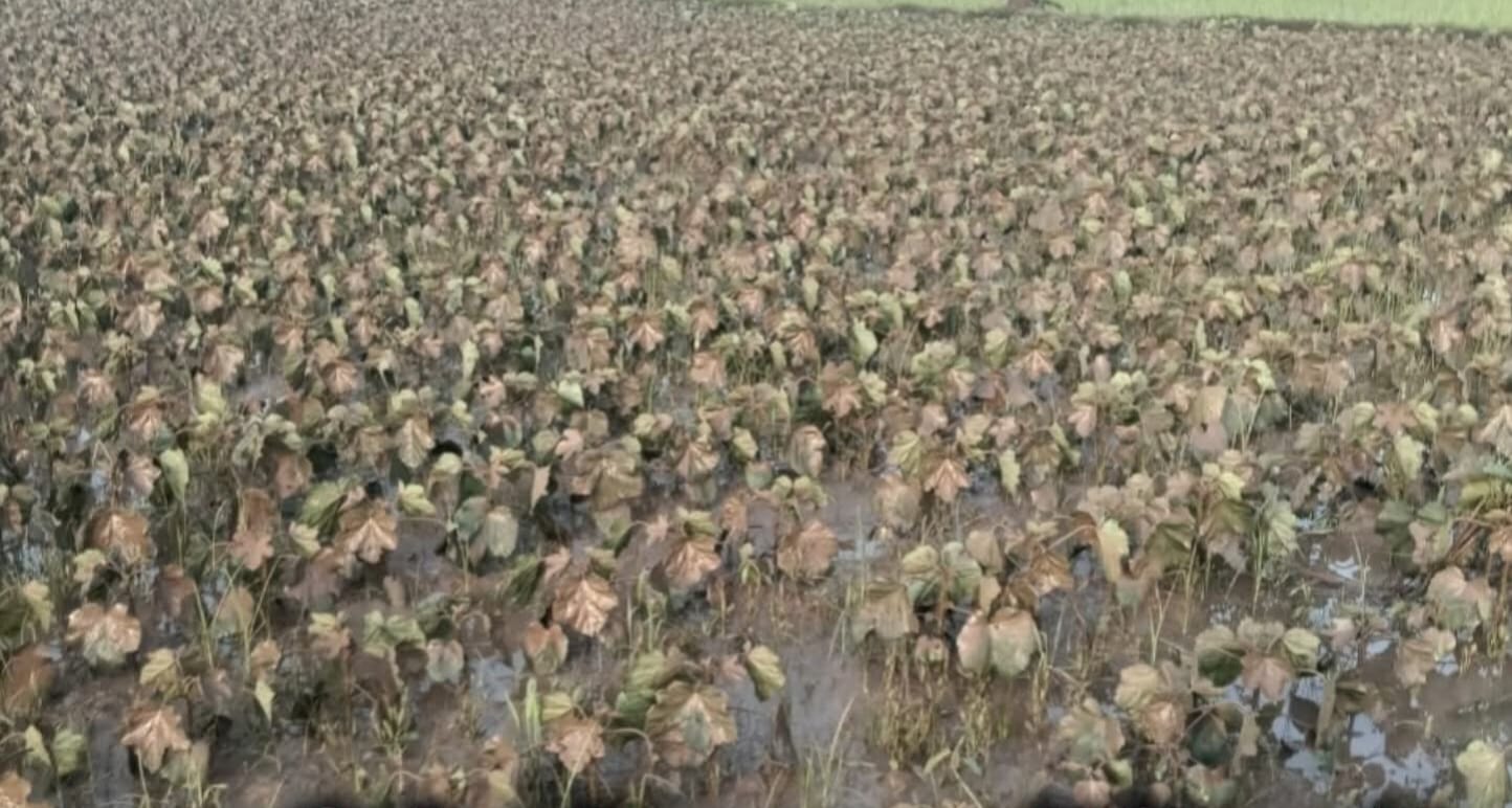 Barharwa: The hard work and hopes of the farmers were washed away by the flood in Gumani river