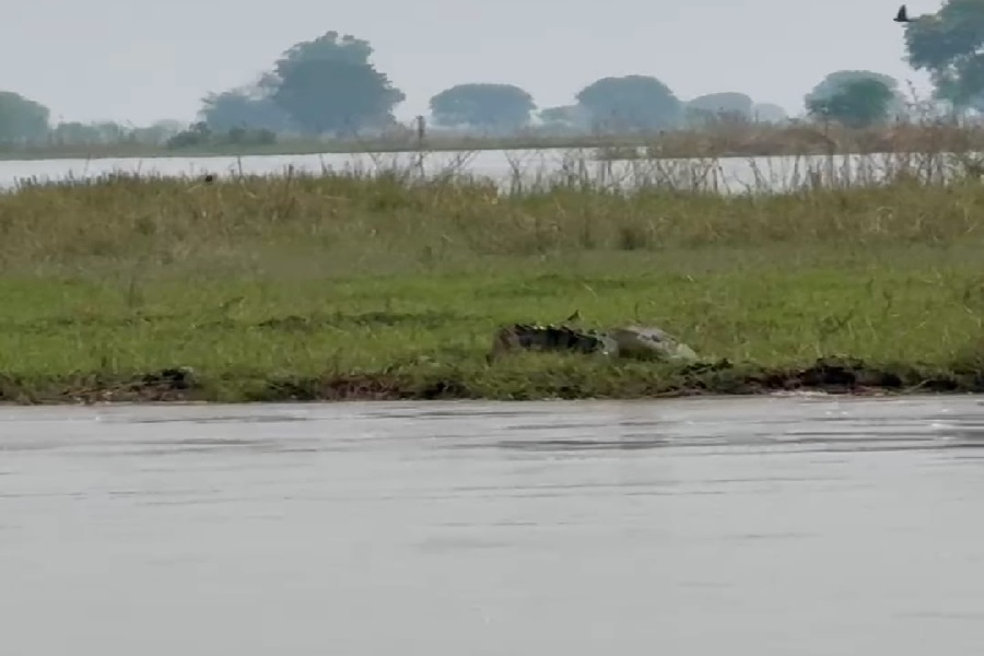 Sahibganj: Crocodile spotted in Ganga river, Forest Department issues safety instructions