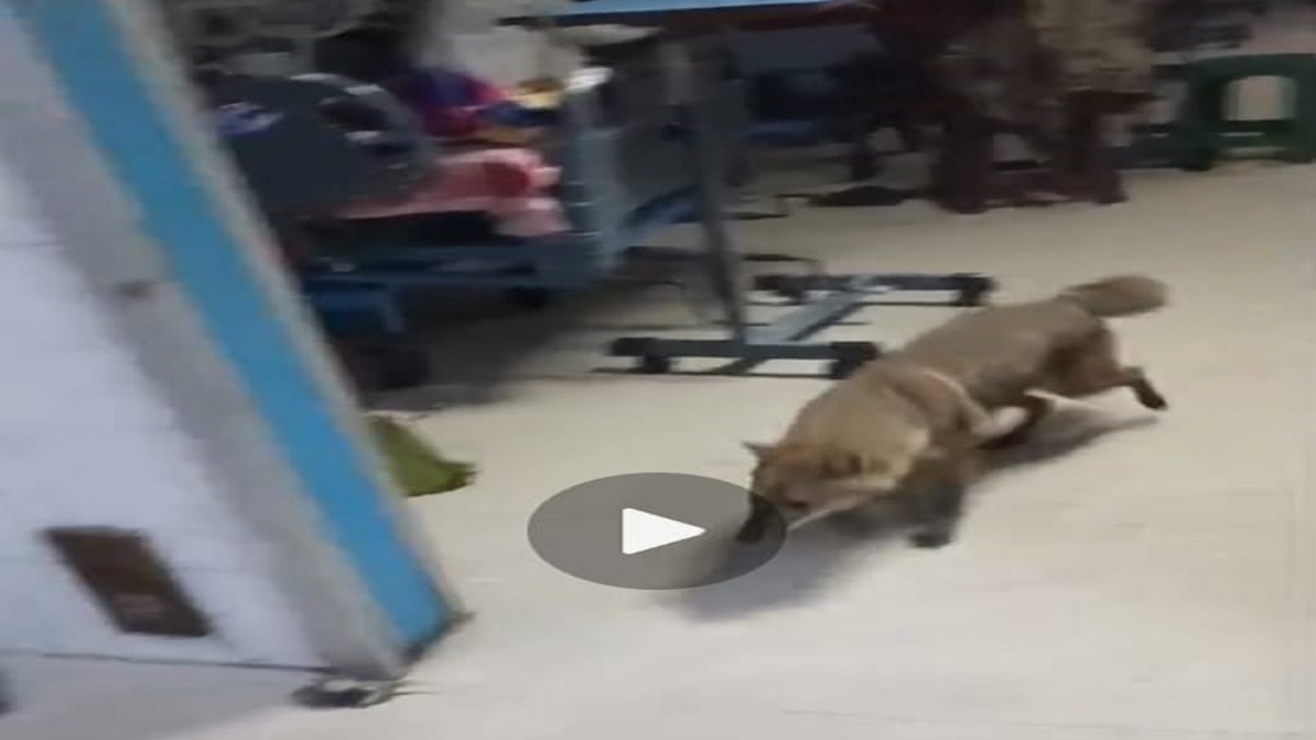 A jackal enters the ICU, exposing Dhanbad Medical College's security system.