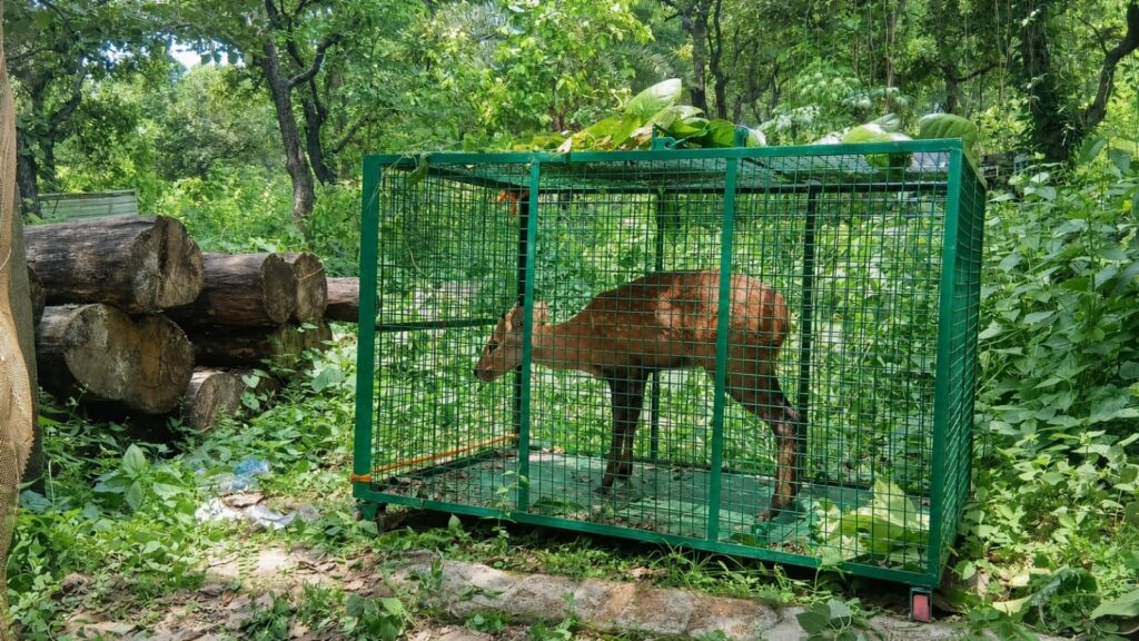 Sahibganj: The leopard remains uncaptured, the animal handler has fled, and the elephant kept giving the Forest Department the runaround... and now, a Chital has died!