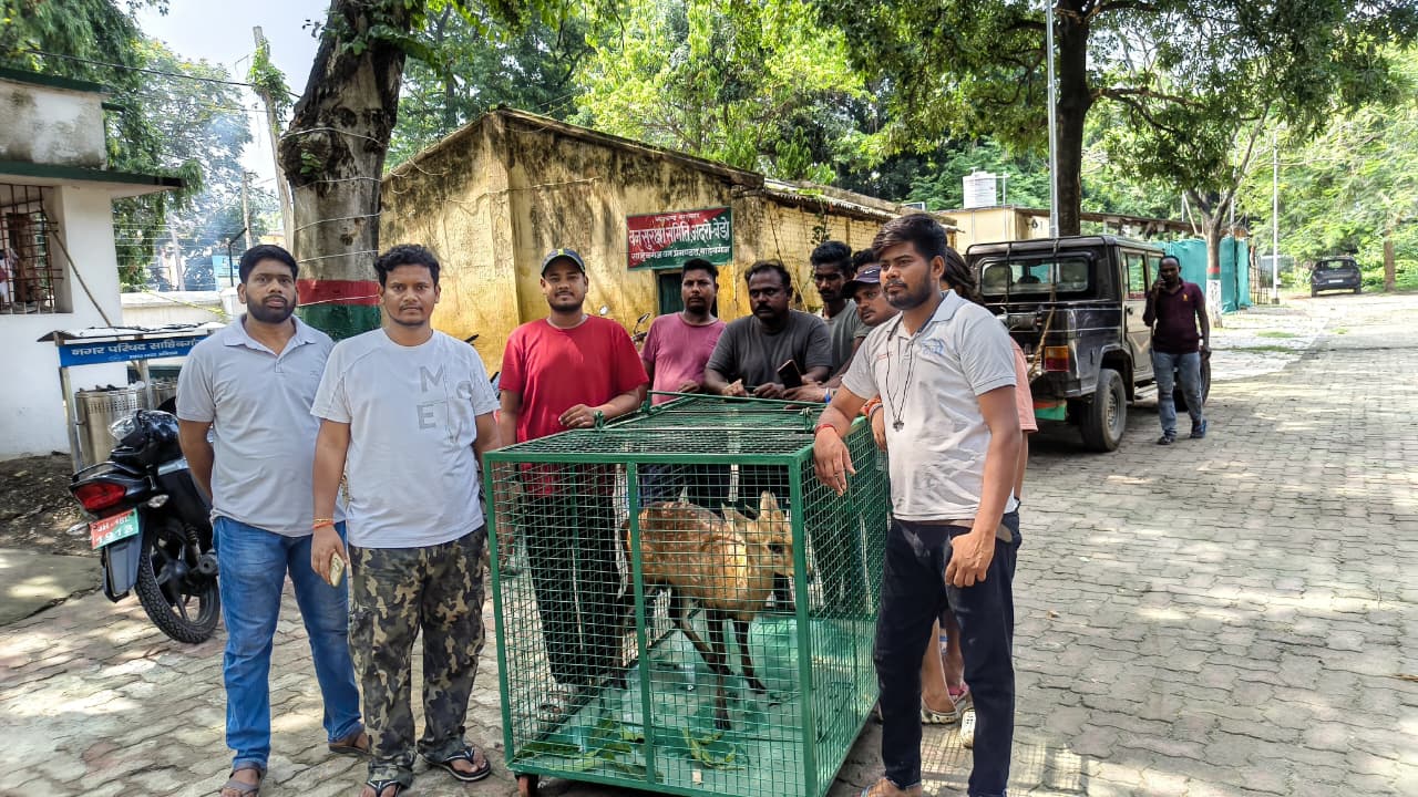 Sahibganj: The leopard remains uncaptured, the animal handler has fled, and the elephant kept giving the Forest Department the runaround... and now, a Chital has died!