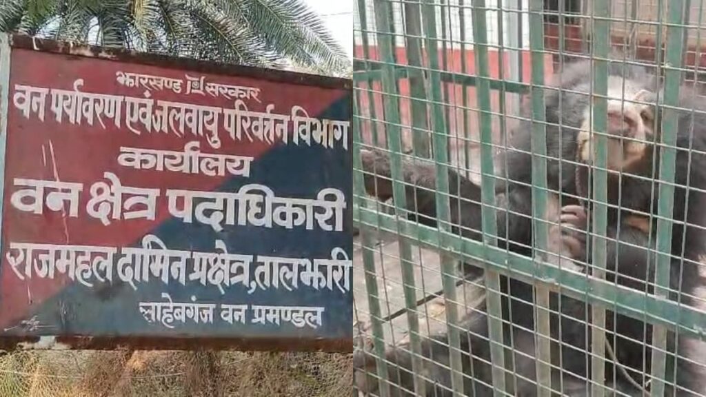 Sahibganj: The leopard remains uncaptured, the animal handler has fled, and the elephant kept giving the Forest Department the runaround... and now, a Chital has died!