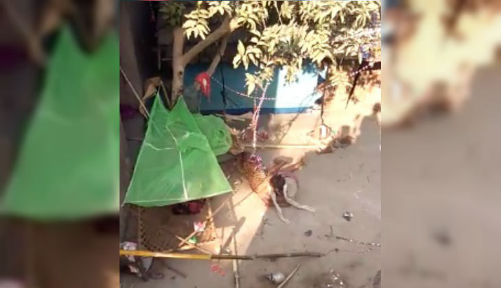 Sahibganj: The leopard remains uncaptured, the animal handler has fled, and the elephant kept giving the Forest Department the runaround... and now, a Chital has died!